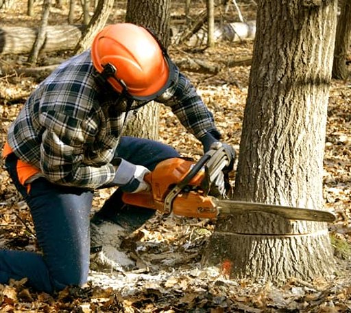 Tree Removal in Staunton, VA